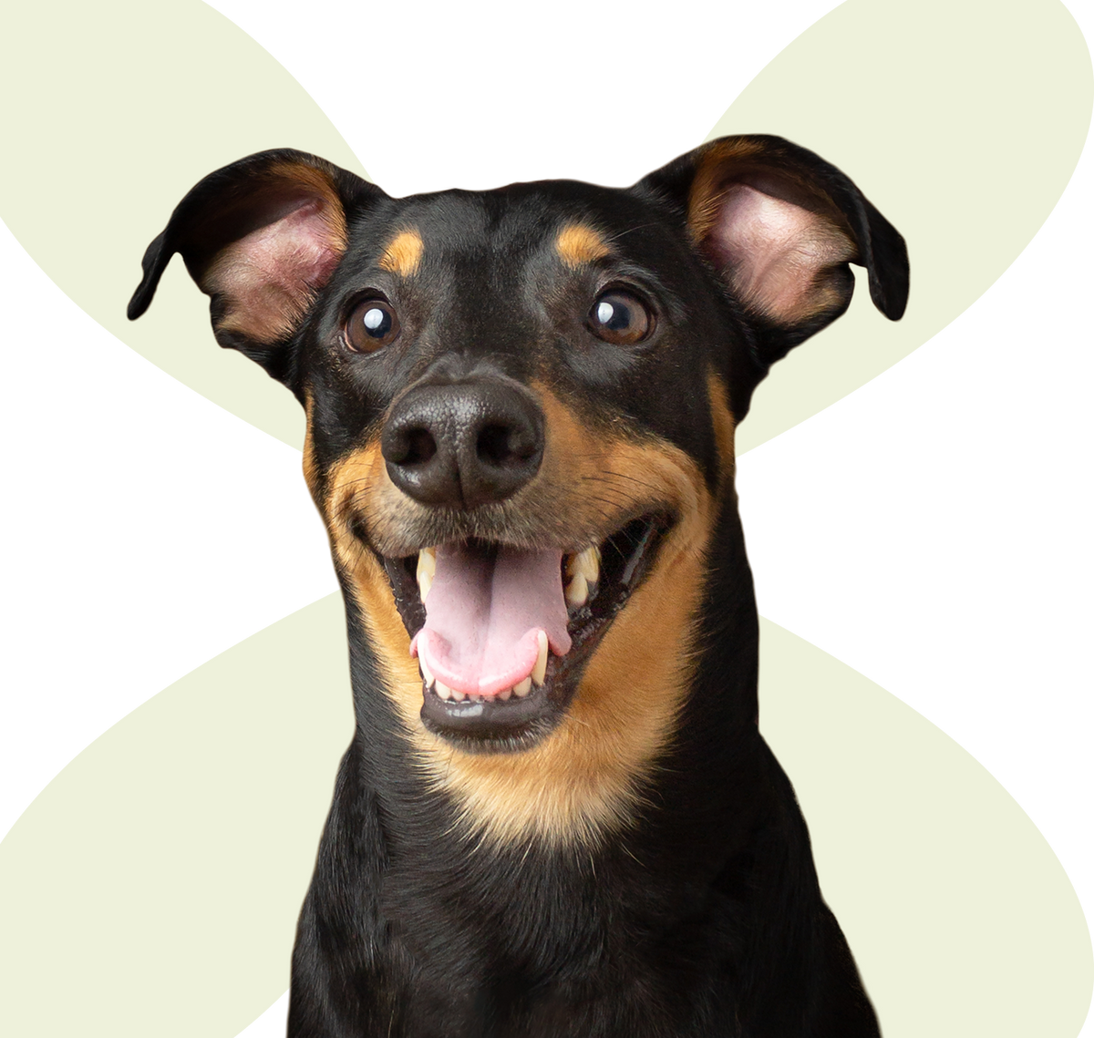 Thank You!Your Form Has Been Submitted