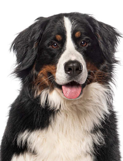 Large dog