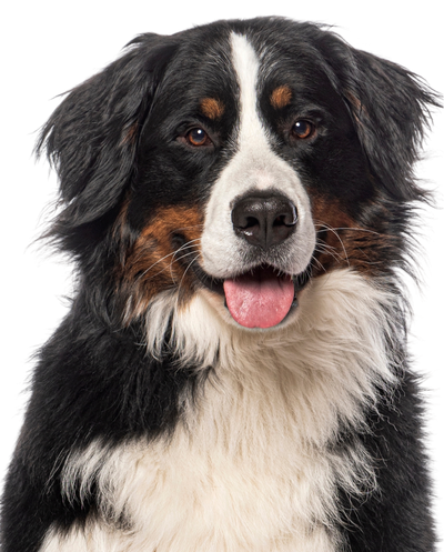 Large dog