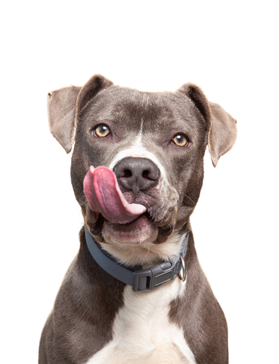Medium dog