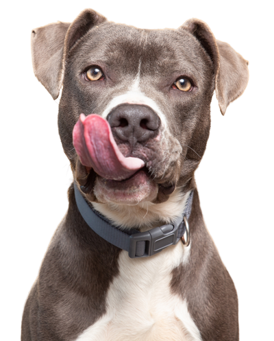 Medium dog