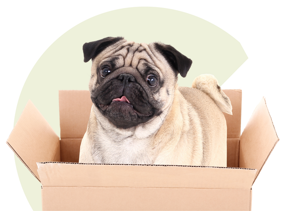Pug dog inside a cardboard box with a plain background
