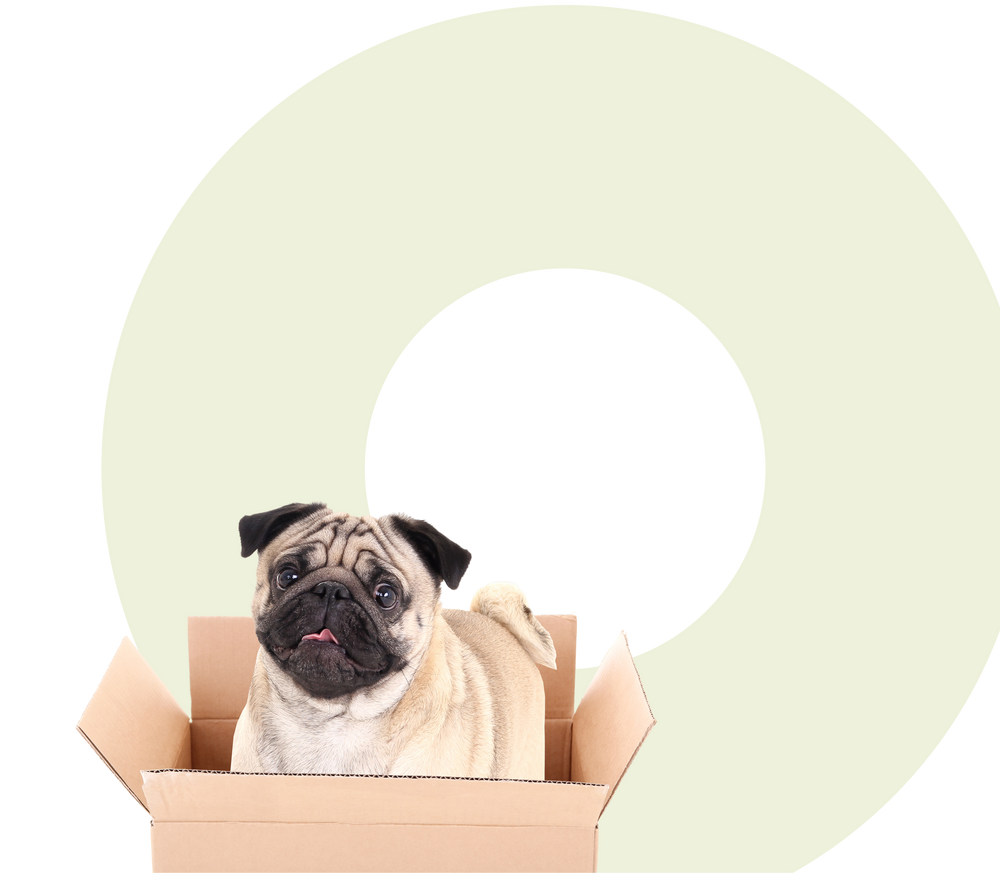 Pug dog inside a cardboard box with a plain background