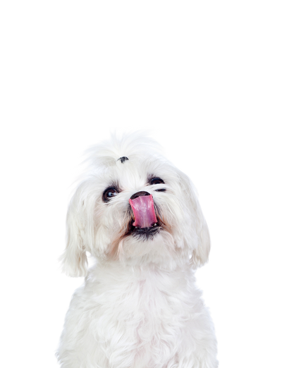 Small dog