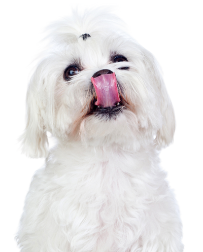 Small dog