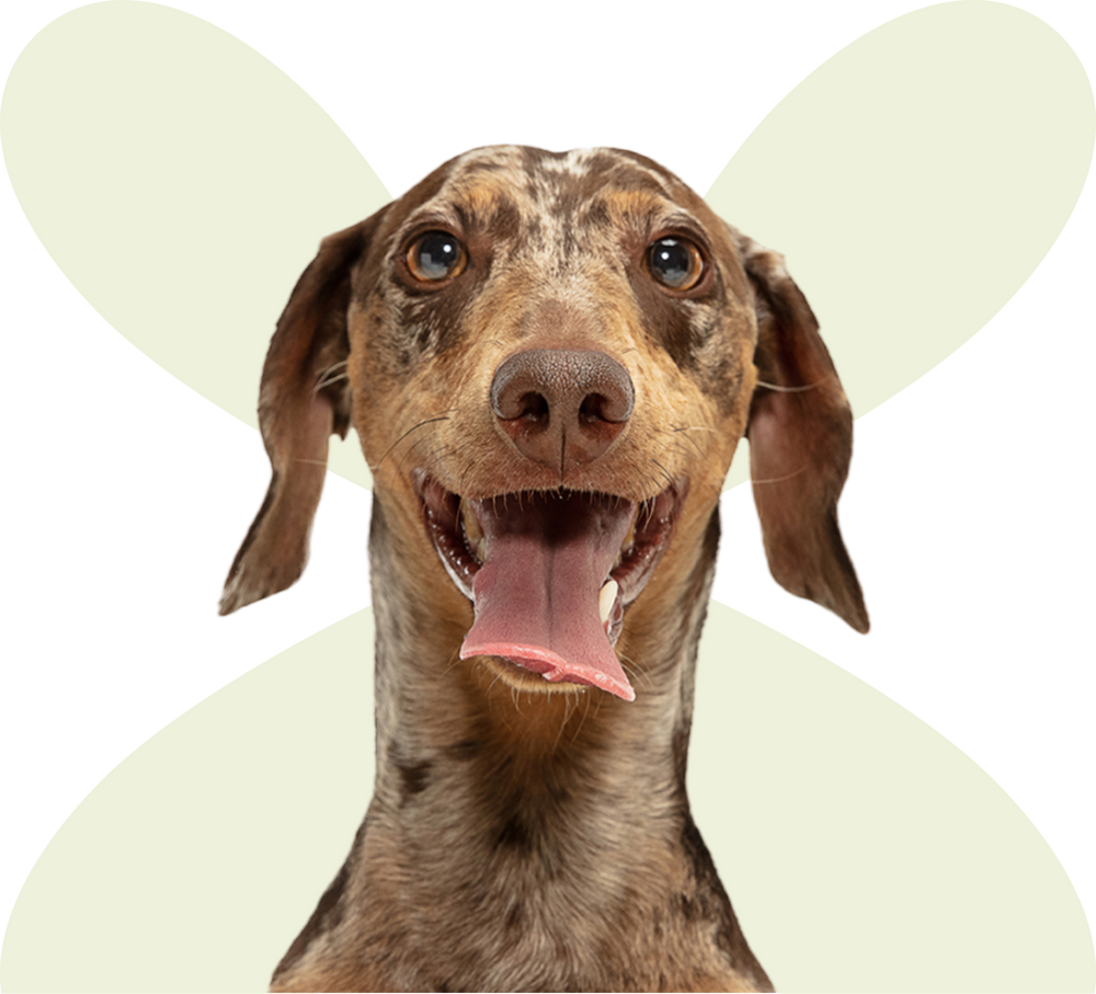 Dog with a happy expression on a light green background
