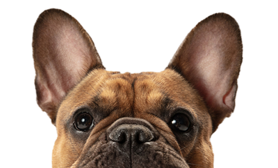 Happy dog