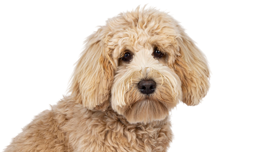 Sad dog